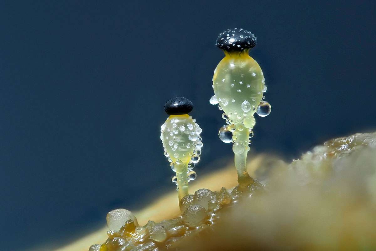 Pillenwerfer (Pilobolus indet.), (c) Lothar Lenz/NABU-naturgucker.de