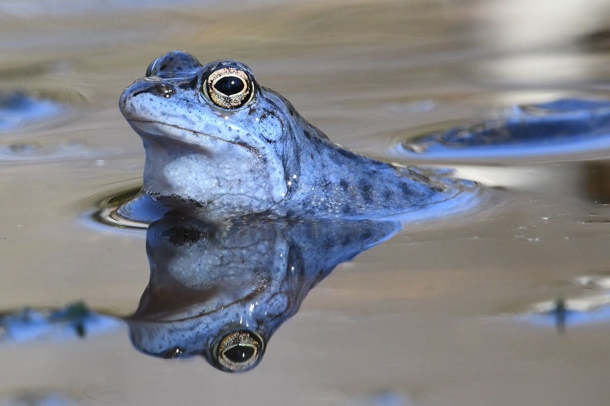 Männlicher Moorfrosch (Rana arvalis), (c) Matthias Müller/NABU-naturgucker.de