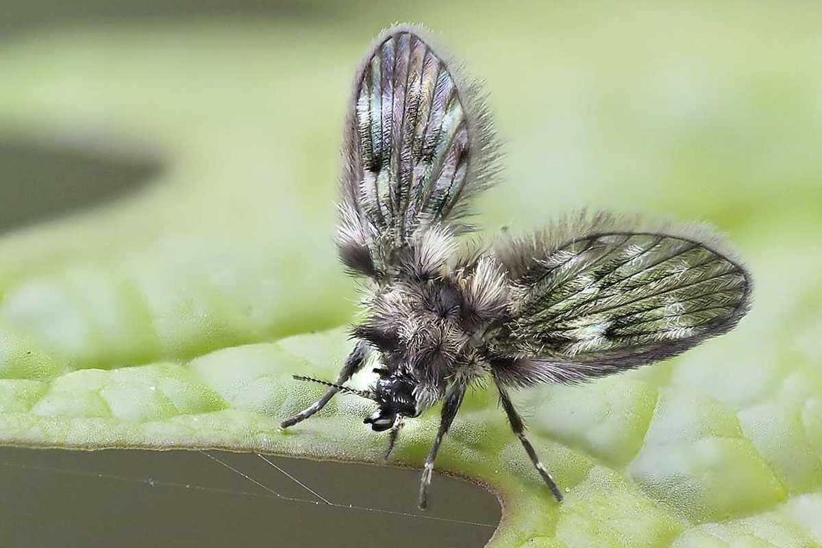 Pneumia sp., eine Schmetterlingsmücke, (c) Jörg Sedl/NABU-naturgucker.de