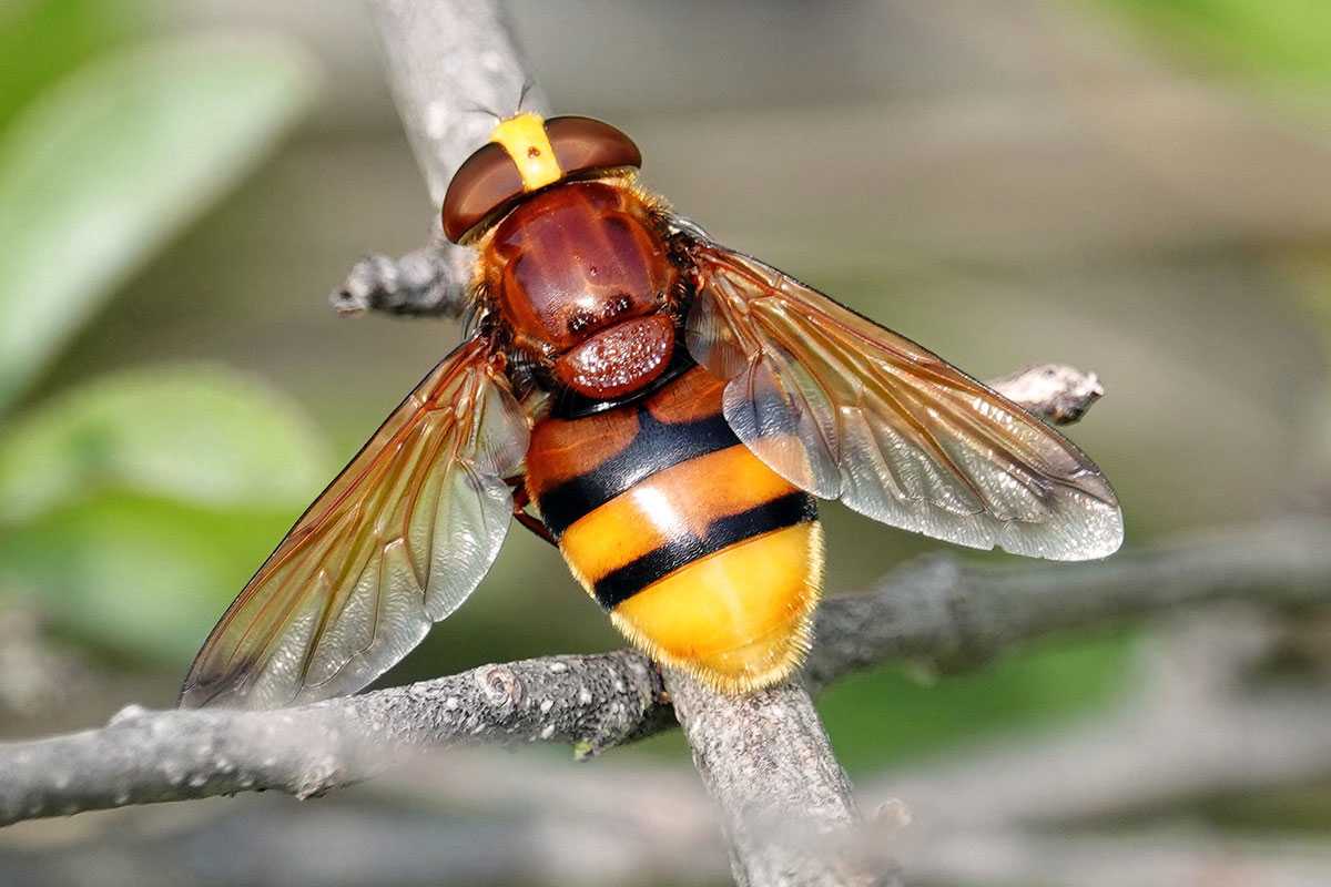 Ein Beispiel für Mimikry: Hornissenschwebfliege (Volucella zonaria), (c) Jens Winter/NABU-naturgucker.de