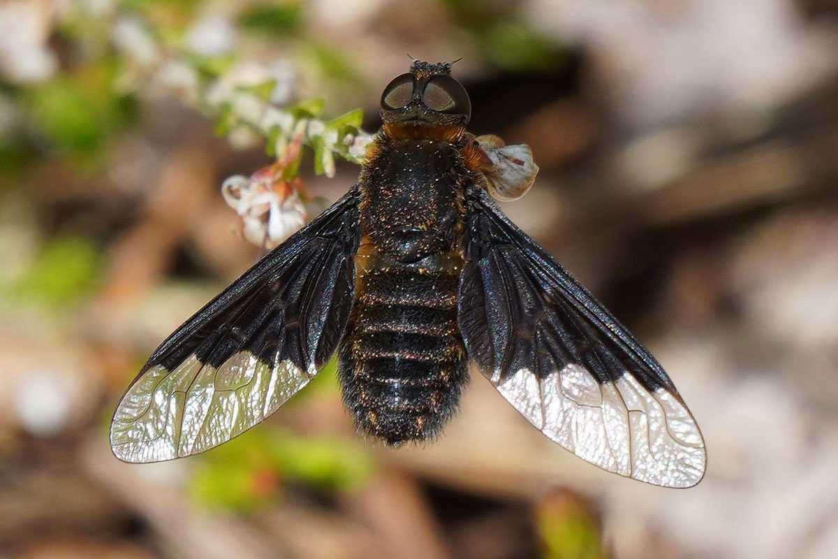 Zickzacklinien-Trauerschweber (Hemipenthes morio), (c) Angelika Nijhoff/NABU-naturgucker.de