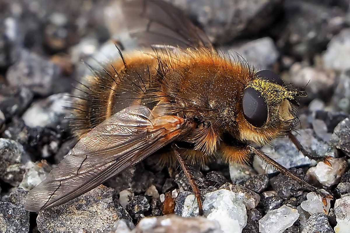 Hummelähnliche Raupenfliege (Tachina ursina), (c) Istvan und Sabine Palfi/NABU-naturgucker.de