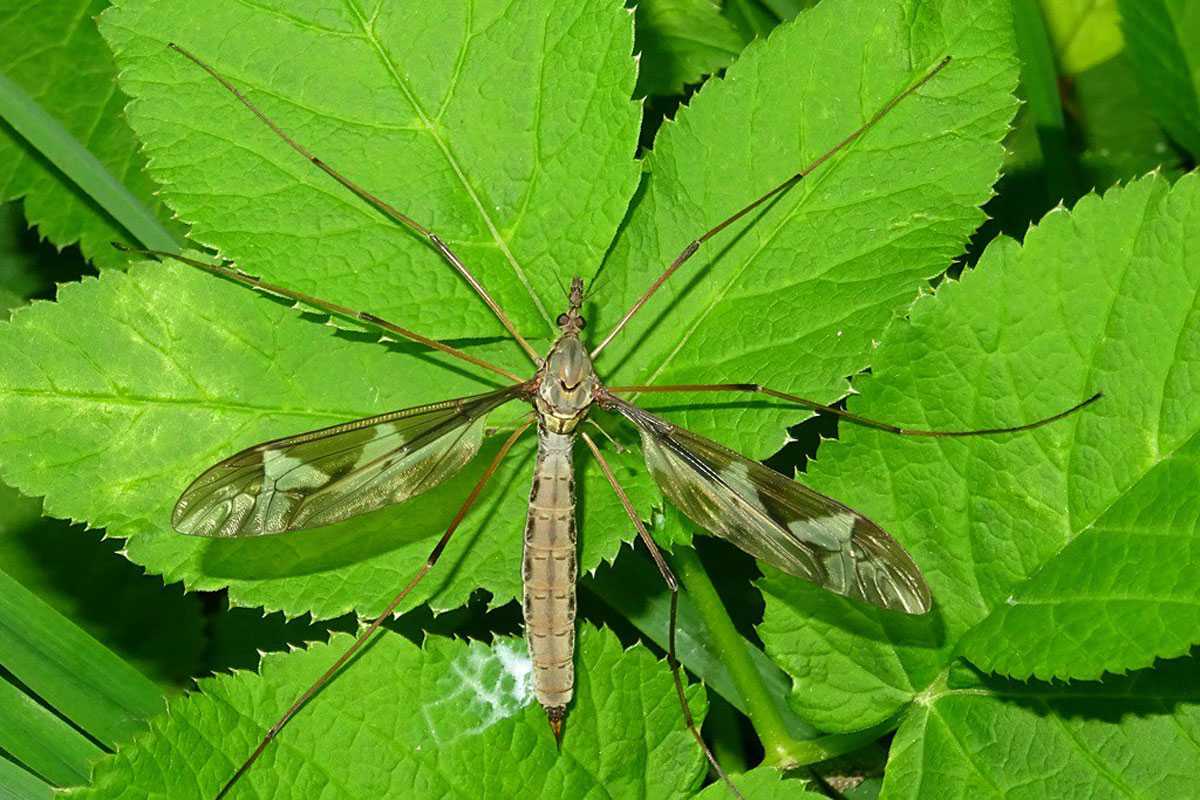 Riesenschnake (Tipula maxima), (c) Andre Fischer/NABU-naturgucker.de