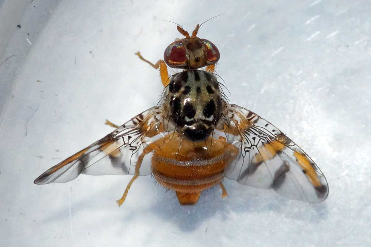 Ein Neozoon in Deutschland: Mittelmeer-Fruchtfliege (Ceratitis capitata), (c) Gaby Schulemann-Maier/NABU-naturgucker.de