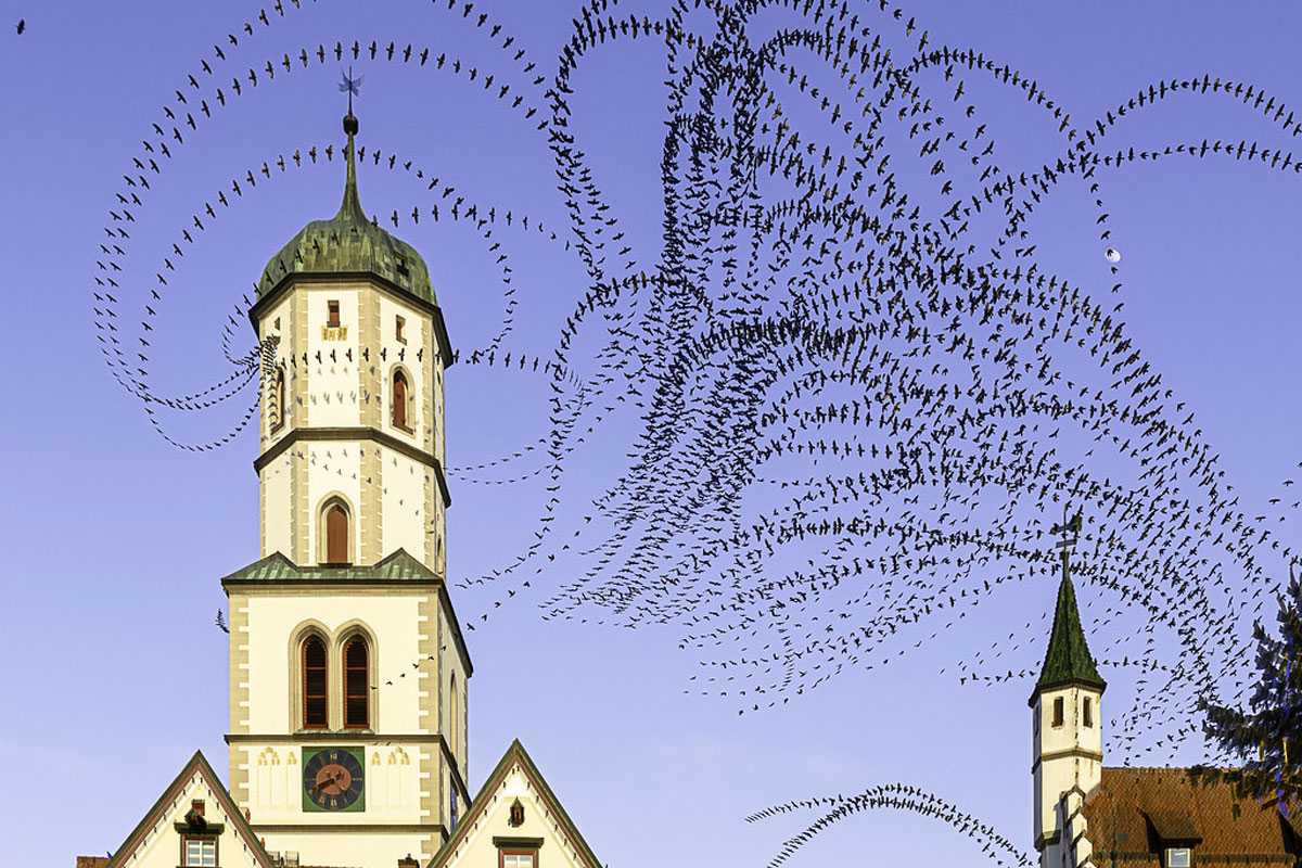 Mehrfachbelichtung, die die Flugbahnen von Dohlen (Corvus monedula) in einer Stadt zeigt, (c) Bruno Mader/NABU-naturgucker.de