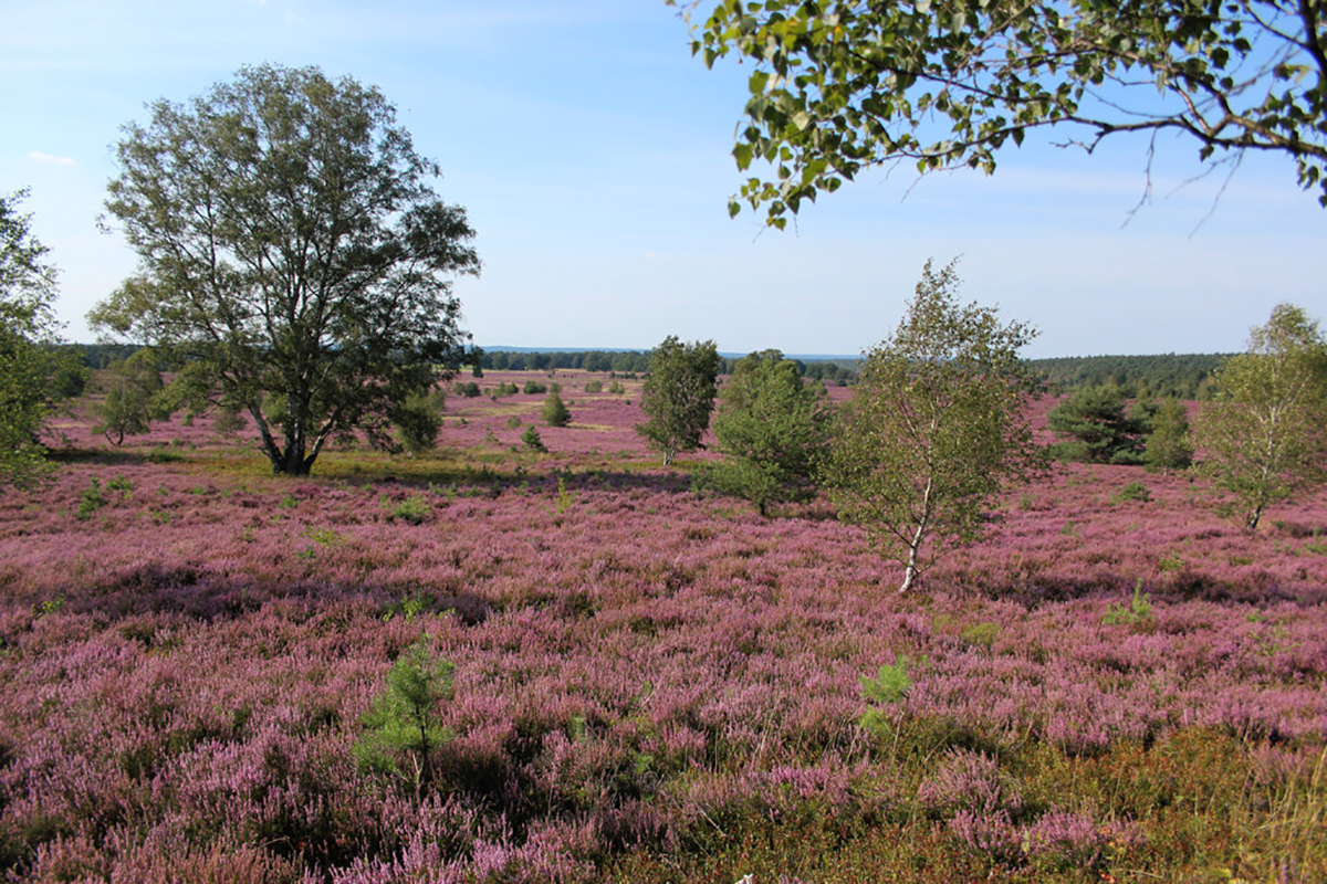 Besenheide in der Lüneburger Heide, (c) Douglas MacFarlane/NABU-naturgucker.de