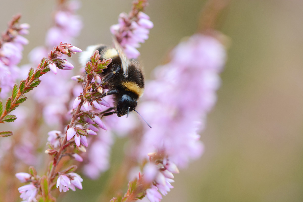 Besenheide in der Mehlinger Heide in Rheinland-Pfalz, (c) Stella Mielke/NABU-naturgucker.de