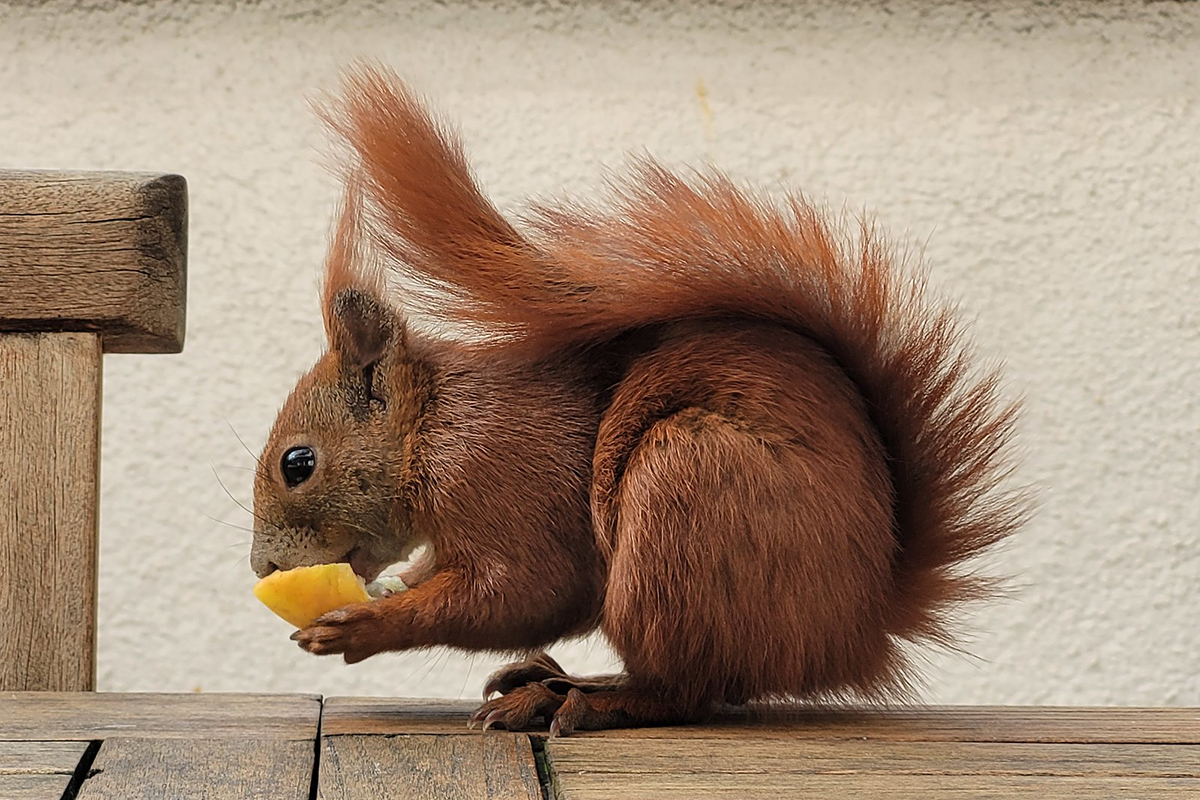 Eichhörnchen mit Jungtier, (c) Jens Winter/NABU-naturgucker.de