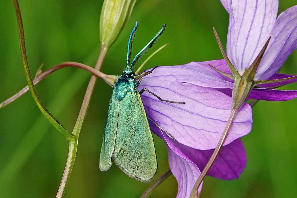 Ampfer-Grünwidderchen (Adscita statices), (c) Jens Winter/NABU-naturgucker.de