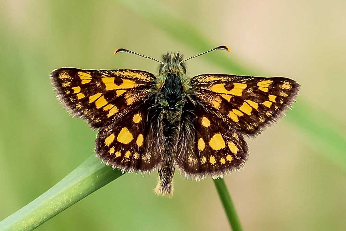 Gelbwürfeliger Dickkopffalter (Carterocephalus palaemon), (c) Istvan und Sabine Palfi/NABU-naturgucker.de