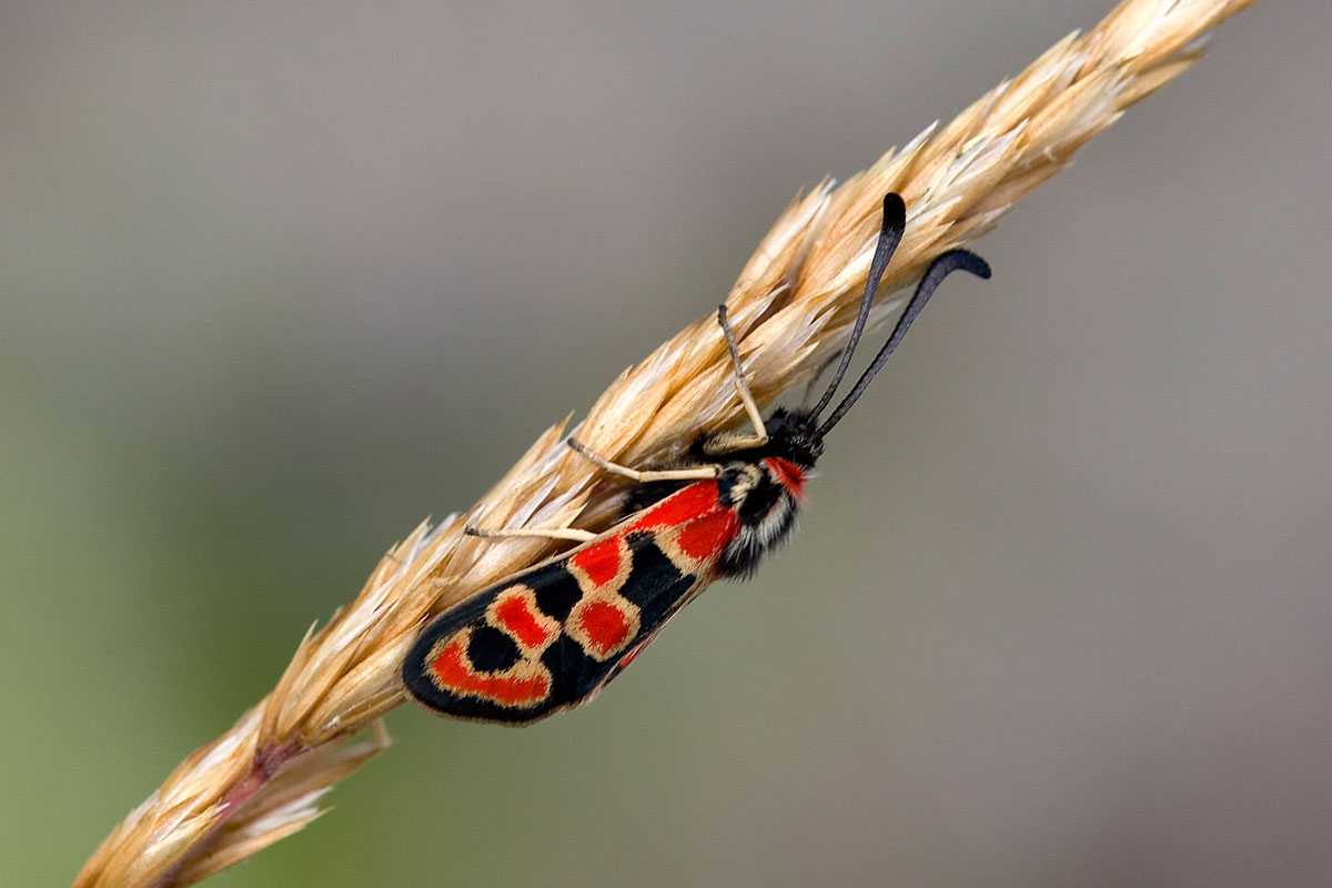 Bergkronwicken-Widderchen (Zygaena fausta), (c) Erich Hacker/NABU-naturgucker.de