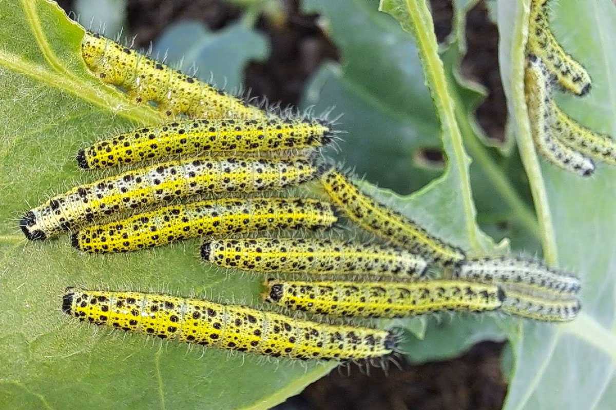 Raupen des Großen Kohlweißlings (Pieris brassicae), (c) Heiner Ackermann/NABU-naturgucker.de