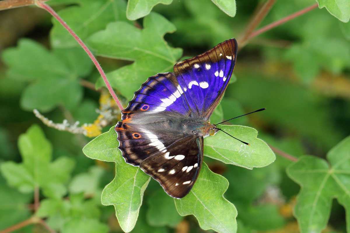 Lebt in lichten Au- und Laubmischwäldern: Großer Schillerfalter (Apatura iris), (c) Volkmar Nix/NABU-naturgucker.de