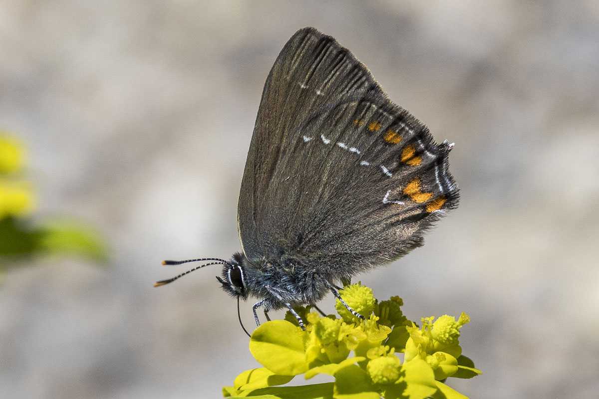 Laut Roter Liste von 2025 in Deutschland stark gefährdet: Brauner Eichen-Zipfelfalter (Satyrium ilicis), (c) Gudrun Müller/NABU-naturgucker.de