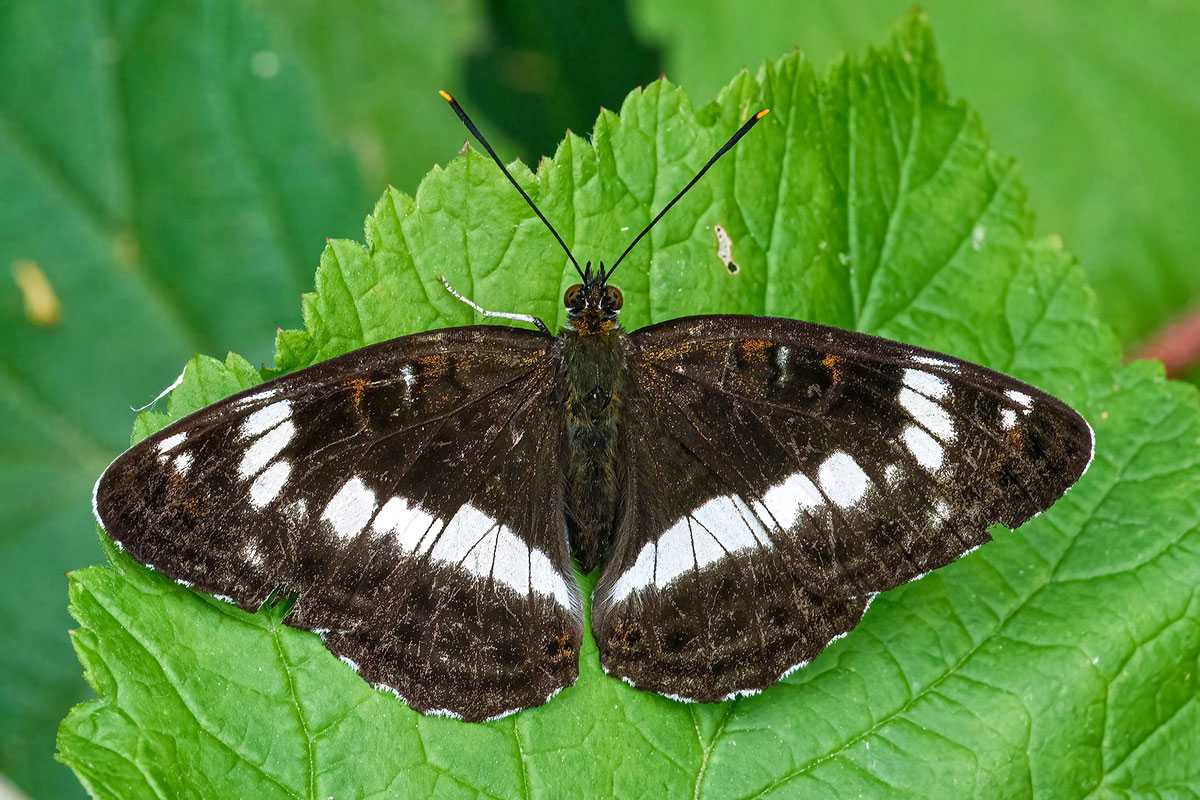 Kleiner Eisvogel (Limenitis camilla), (c) Patrick Helpap/NABU-naturgucker.de