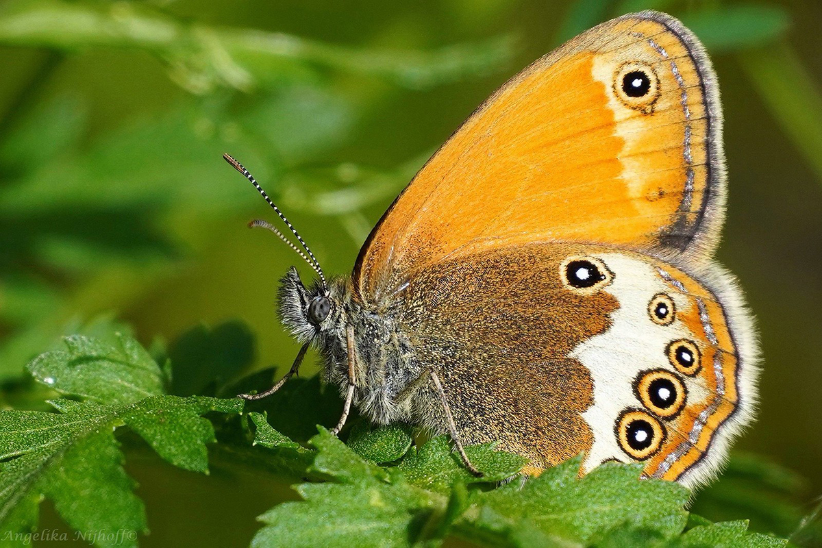Weißbindiges Wiesenvögelchen auf einem ehemaligen Truppenübungsplatz in Franken, (c) Angelika Nijhoff/NABU-naturgucker.de