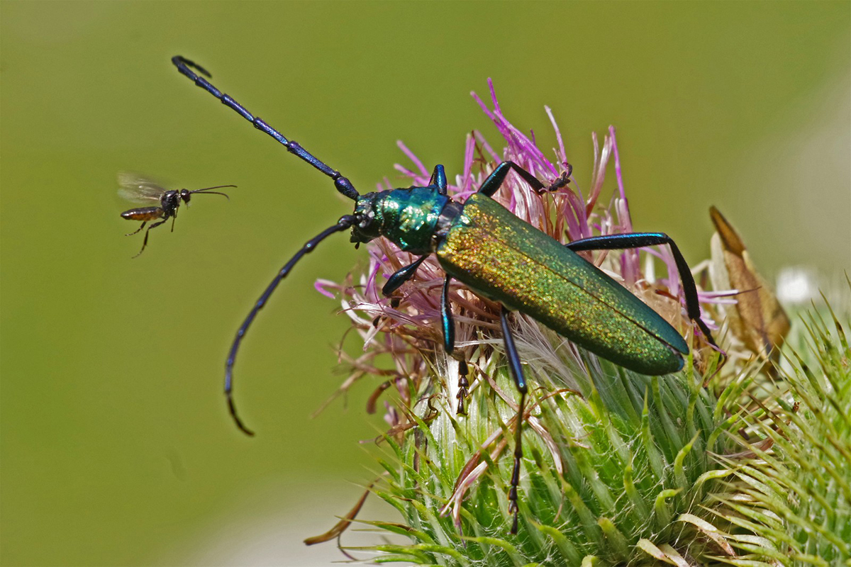 Moschusbock in Oberfranken, (c) Werner Knoth/NABU-naturgucker.de