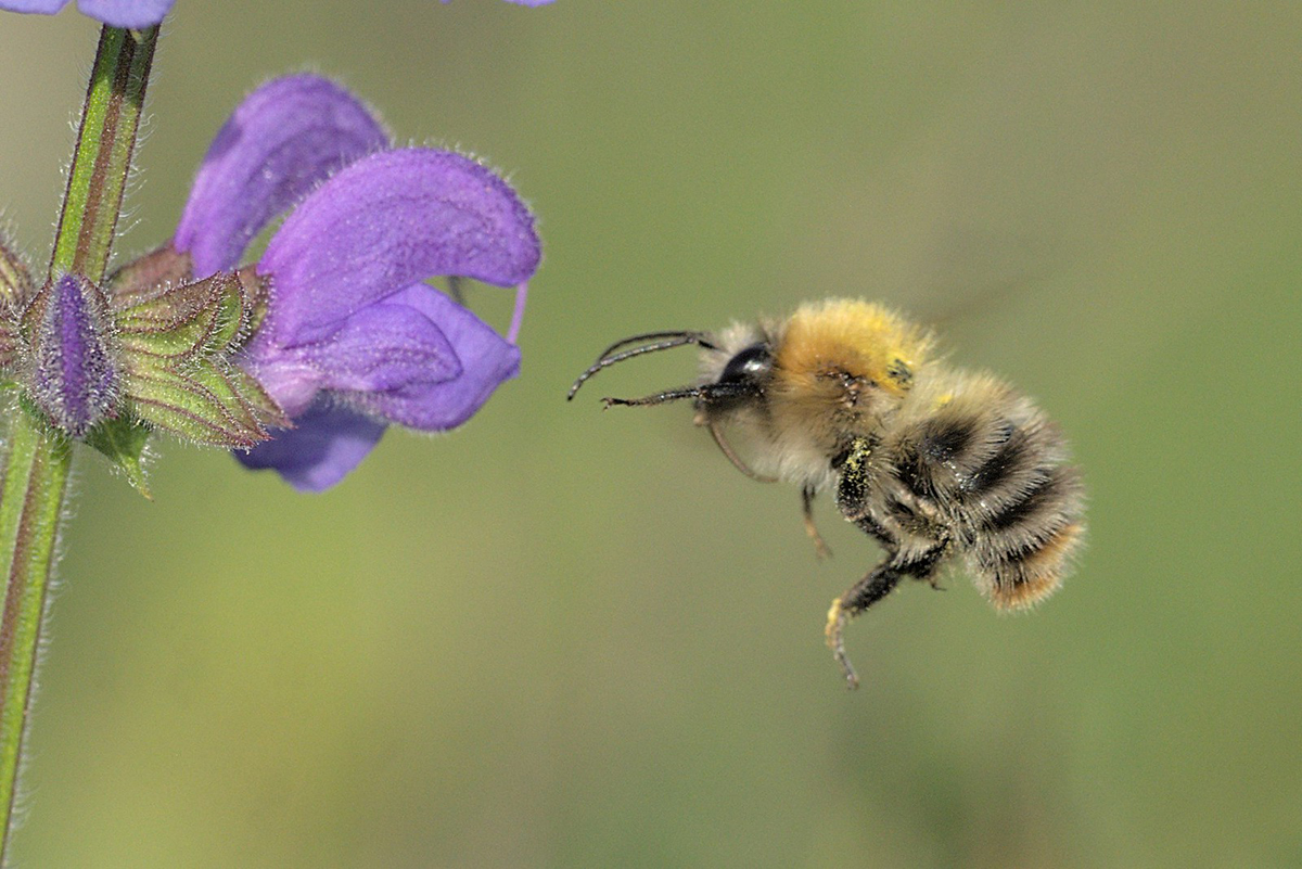 Ackerhummel auf einem Freizeitgelände an einem bayerischen See, (c) Kathrin Middelhoff/NABU-naturgucker.de