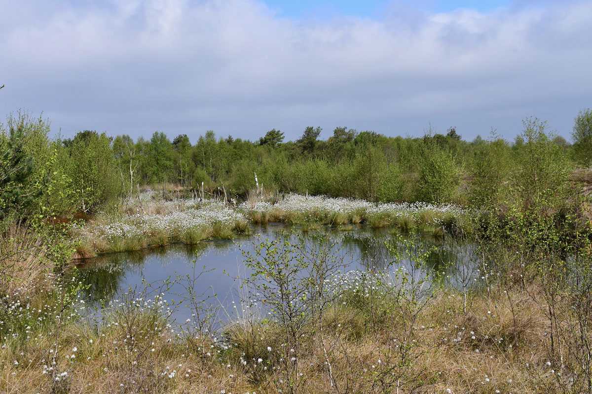 Scheiden-Wollgras (Eriophorum vaginatum) in der Molberger Dose, einem Hochmoor, (c) Ralph Bergs/NABU-naturgucker.de