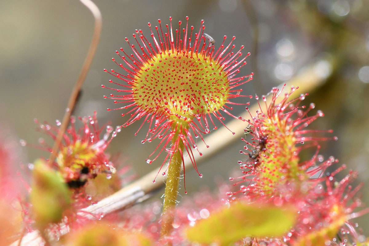 Rundblättriger Sonnentau (Drosera rotundifolia), (c) Rolf Jantz/NABU-naturgucker.de