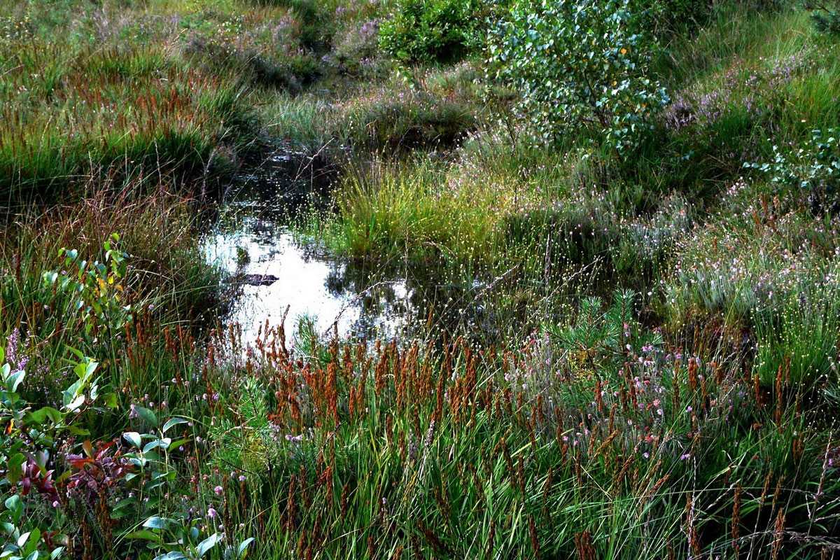 Reste ehemaliger Torfstiche im Ellerndorfer Moor, (c) Maike Sprengel-Krause/NABU-naturgucker.de