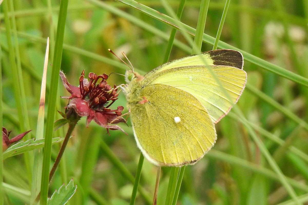 Hochmoorgelbling (Colias palaeno), (c) Hans Schmitt/NABU-naturgucker.de