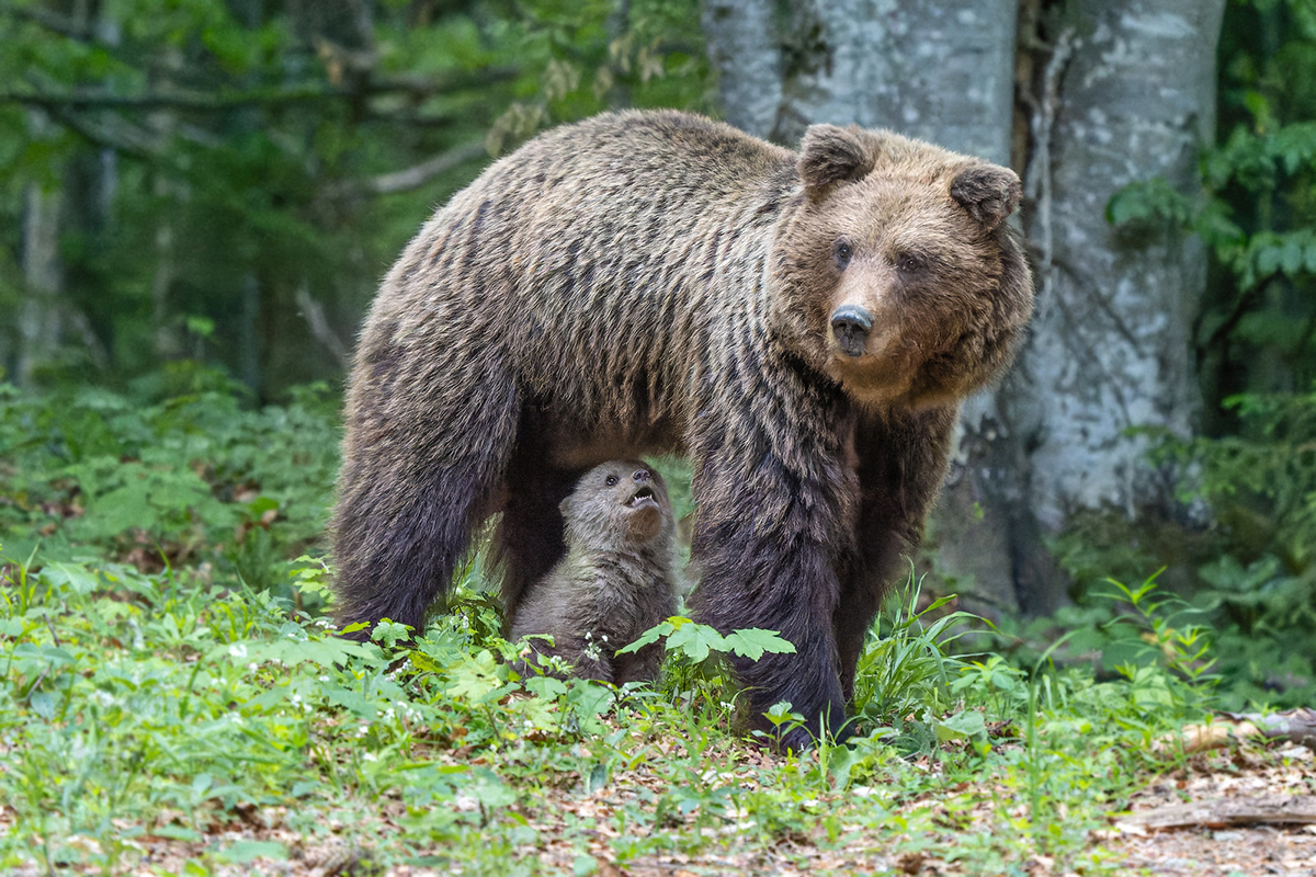 Braunbären in Slowenien, (c) Thomas Reinhardt/NABU-naturgucker.de