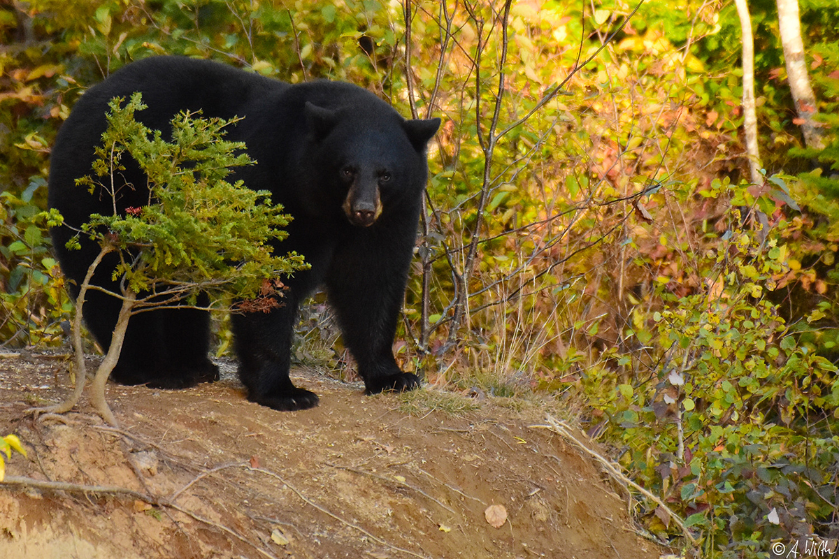 Schwarzbär in Kanada, (c) Alexander Wirth/NABU-naturgucker.de