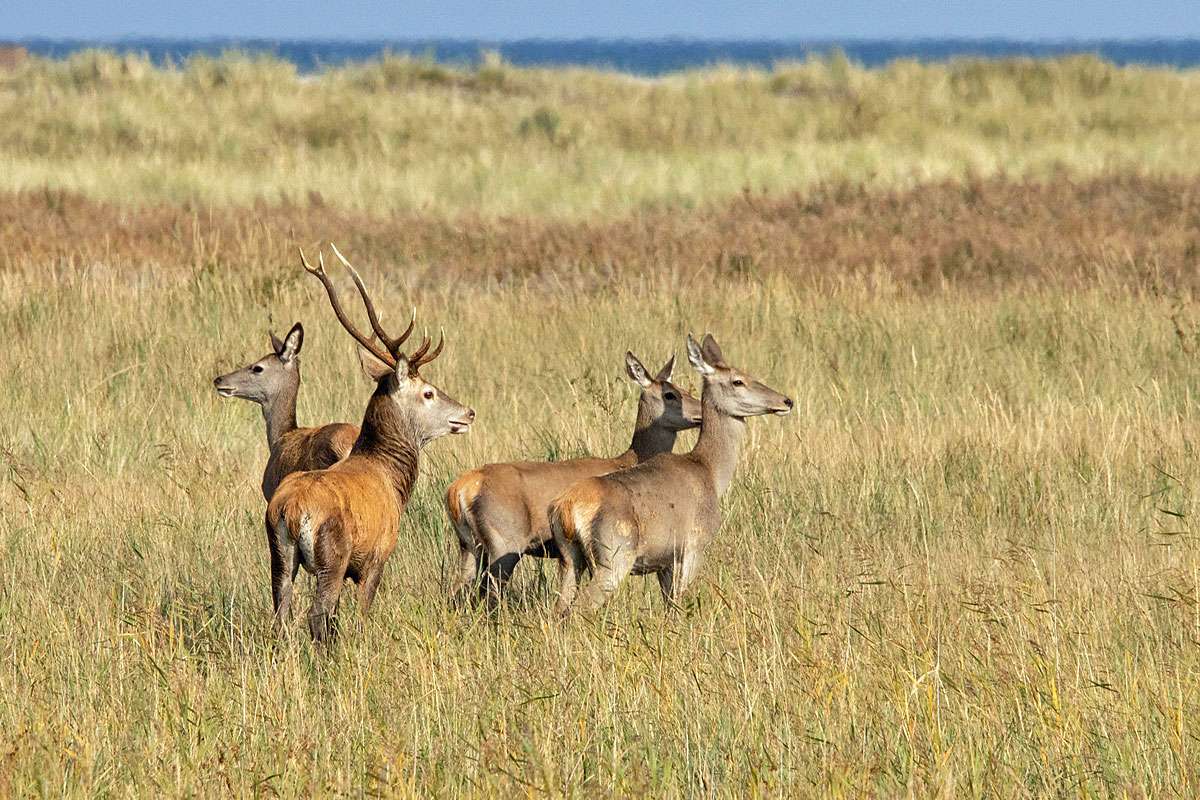 Rothirsch (Cervus elaphus), (c) Carsten Sekula/NABU-naturgucker.de