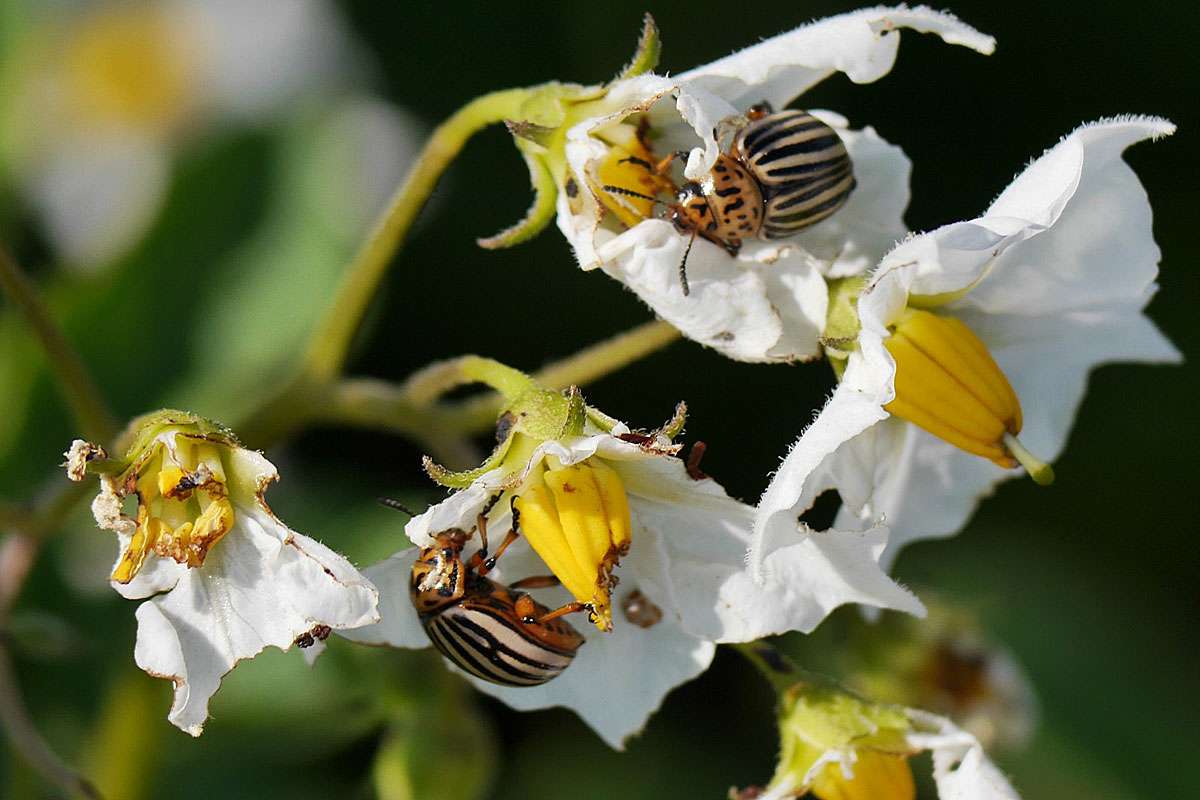 Kartoffelkäfer (Leptinotarsa decemlineata), (c) Thomas Hein/NABU-naturgucker.de