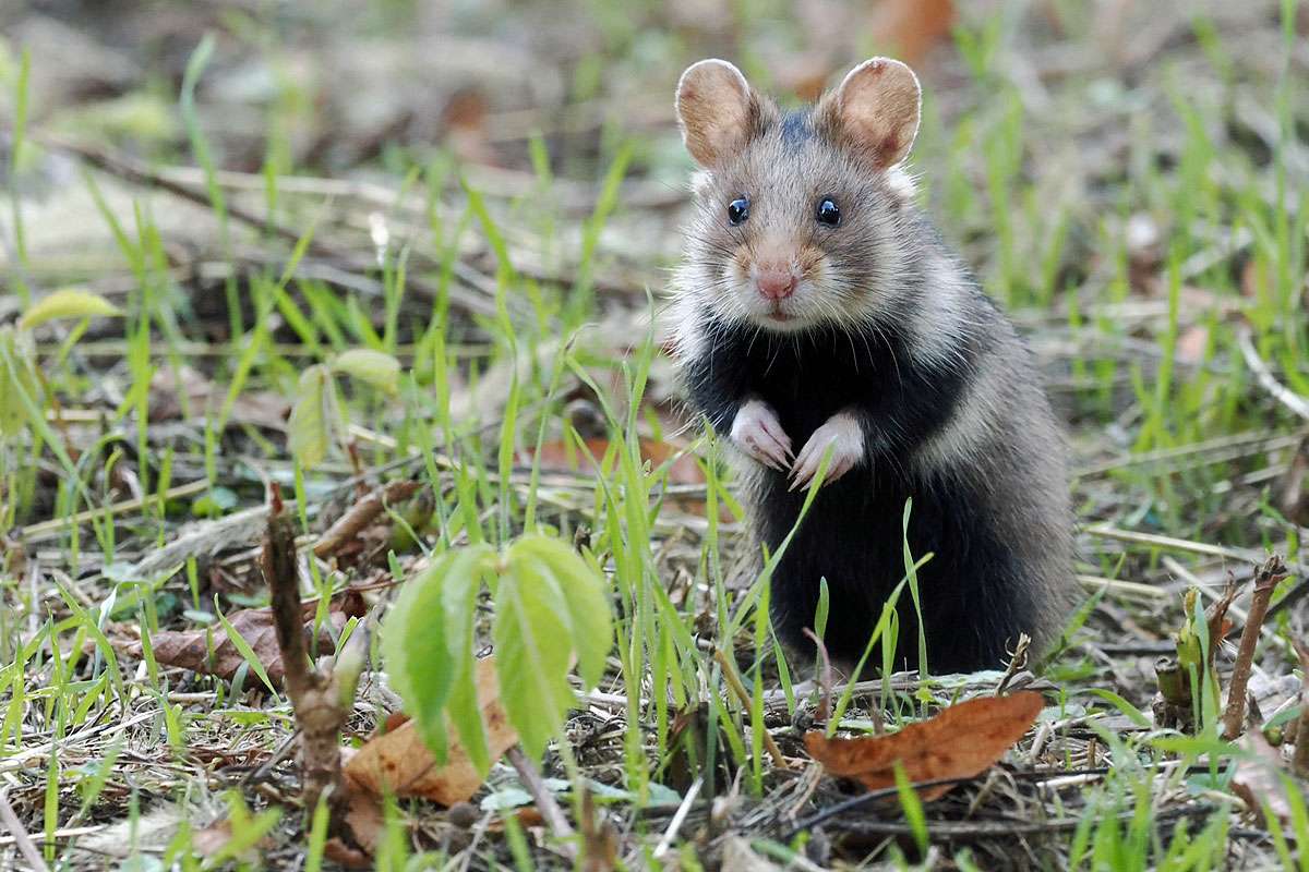 Feldhamster (Cricetus cricetus), (c) Ronny Hartwich/NABU-naturgucker.de