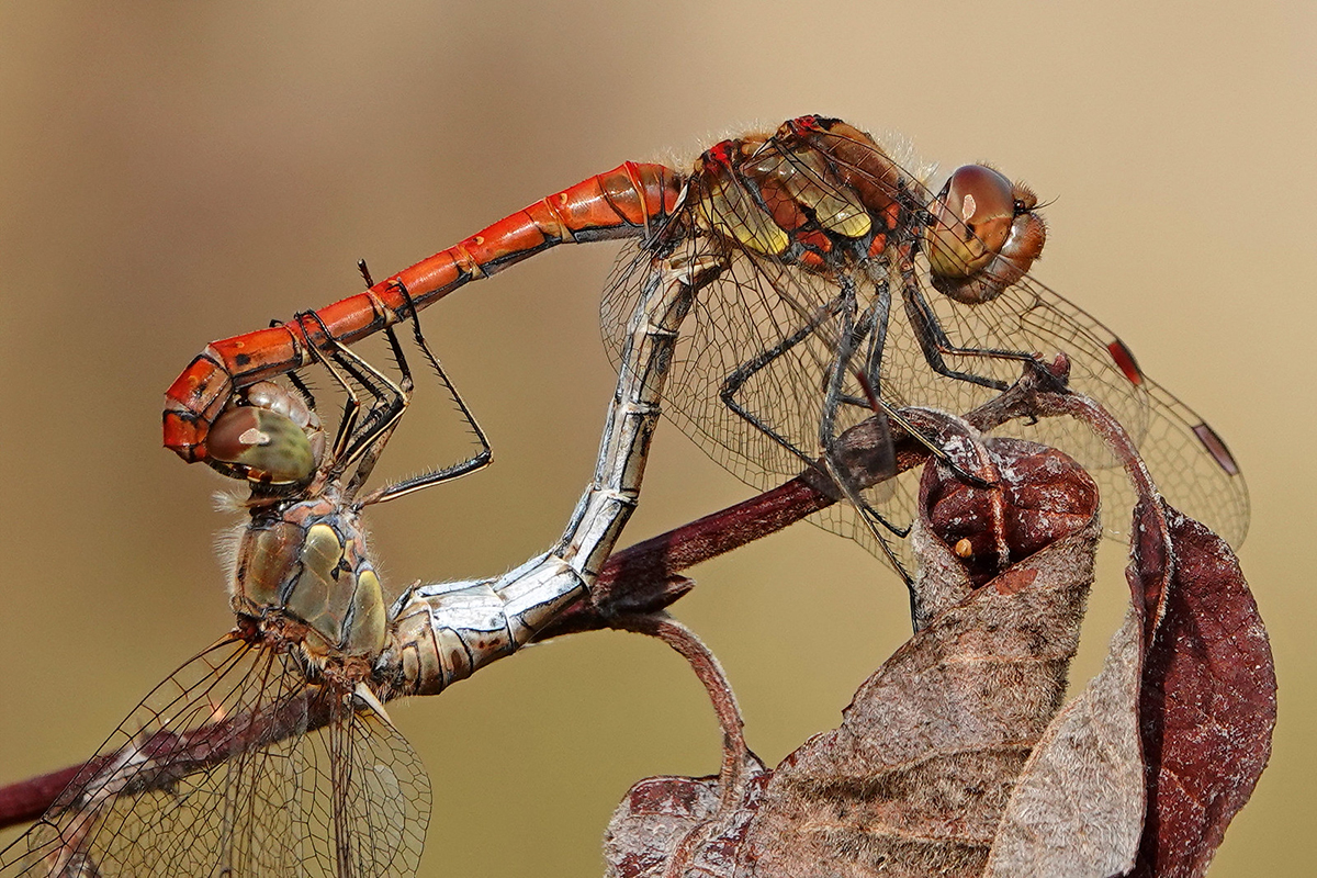 Paarungsrad der Großen Heidelibelle (Sympetrum striolatum), (c) Jens Winter/NABU-naturgucker.de