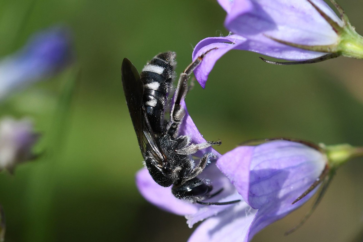 Glockenblumen-Schmalbiene, Wildbiene des Jahres 2026, (c) Jann Wübbenhorst/NABU-naturgucker.de