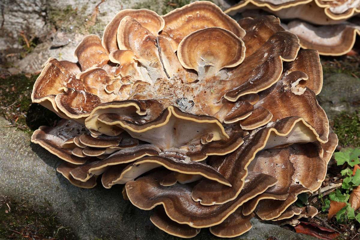 Riesenporling (Meripilus giganteus), (c) Ulrich Köller/NABU-naturgucker.de