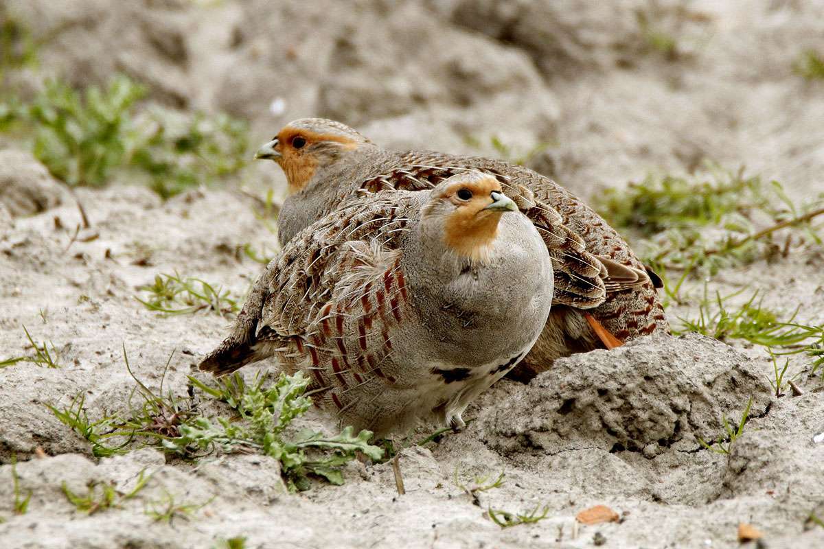 Zwei Rebhühner (Perdix perdix), (c) Ursula Spolders/NABU-naturgucker.de