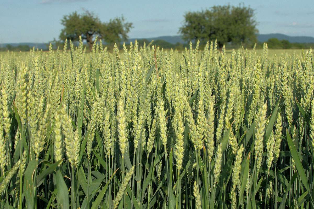 Brotweizen (Triticum aestivum), (c) Frank Philip Gröhl/NABU-naturgucker.de