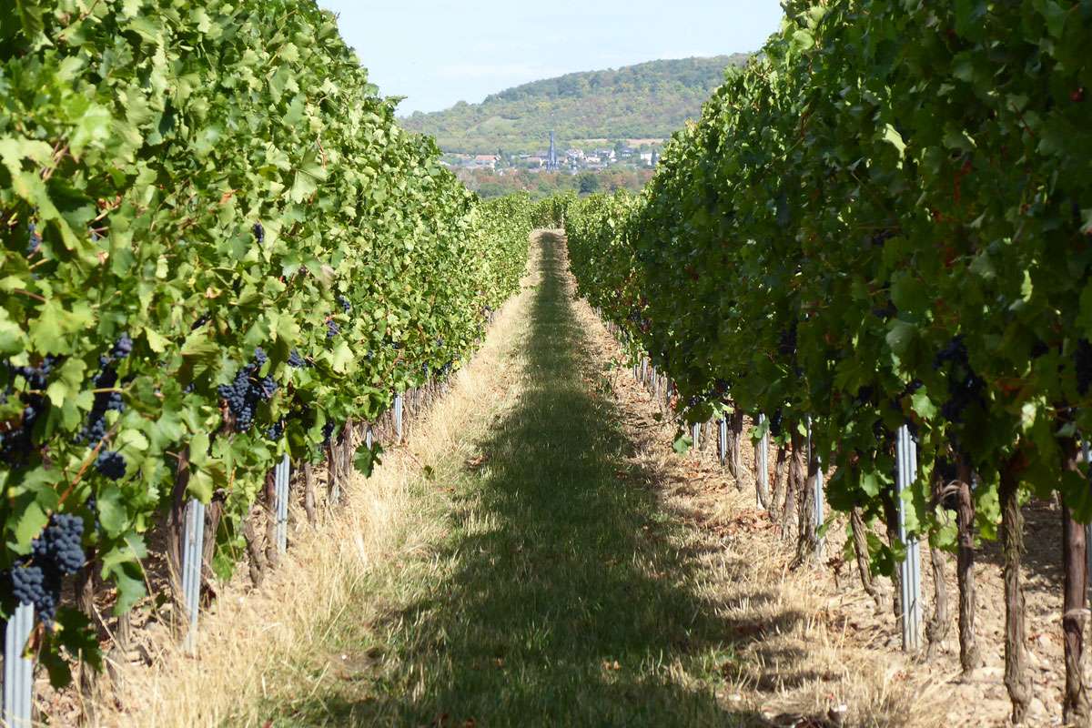 Kultur-Weinrebe (Vitis vinifera subsp. vinifera), (c) Michael Nickel/NABU-naturgucker.de