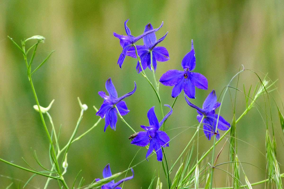 Gewöhnlicher Feldrittersporn (Consolida regalis), (c) Barbara Rüdenauer/NABU-naturgucker.de