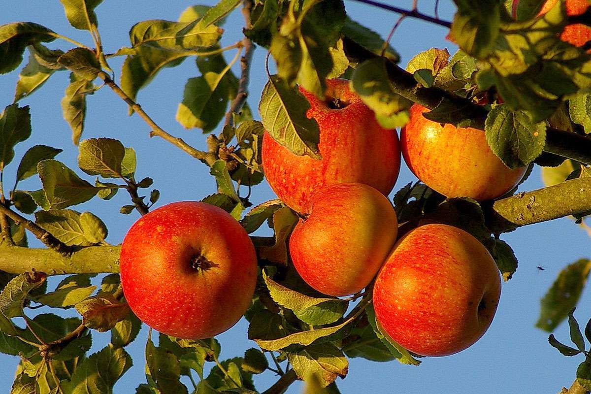 Kultur-Äpfel (Malus domestica) gibt es in vielen Sorten, (c) Hubertus Schwarzentraub/NABU-naturgucker.de