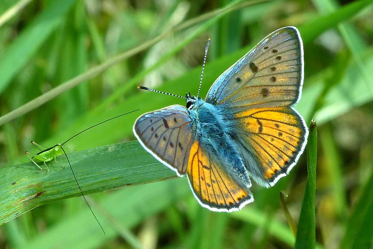Violetter Feuerfalter (Lycaena alciphron), Schwertschreckenlarve (Conocephalus), (c) Werner Kunz/NABU-naturgucker.de