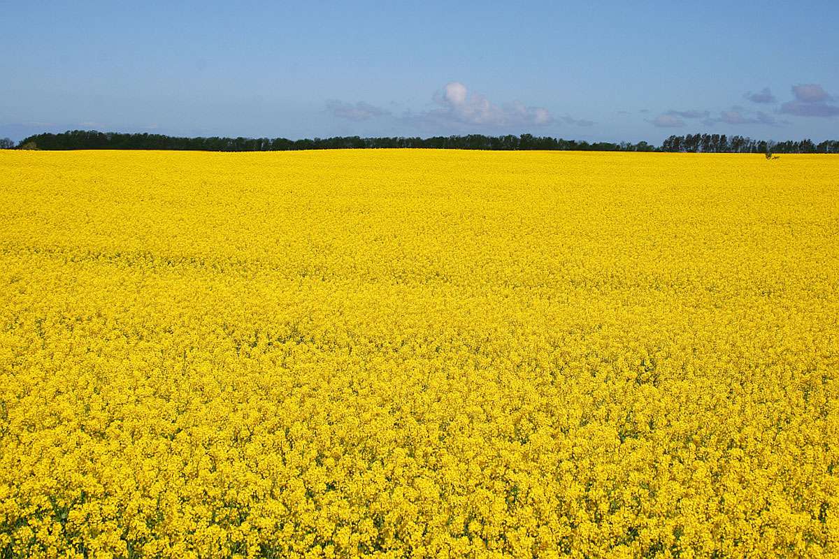 Raps-Monokultur (Brassica napus subsp. napus), (c) Rainer Mönke/NABU-naturgucker.de