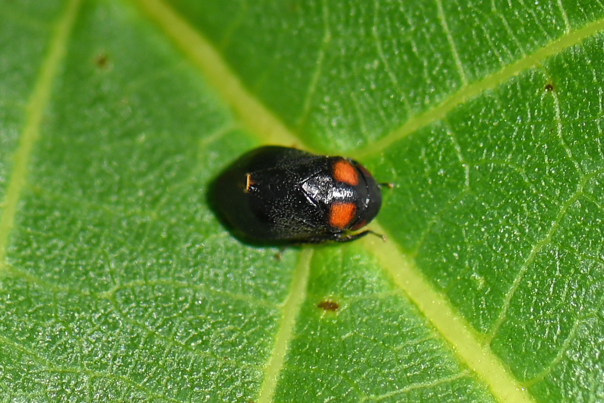 Mönchszikade im Biotop Postsiedlung in Darmstadt, Rote Liste Deutschland: gefährdet, (c) Ina Siebert/NABU-naturgucker.de