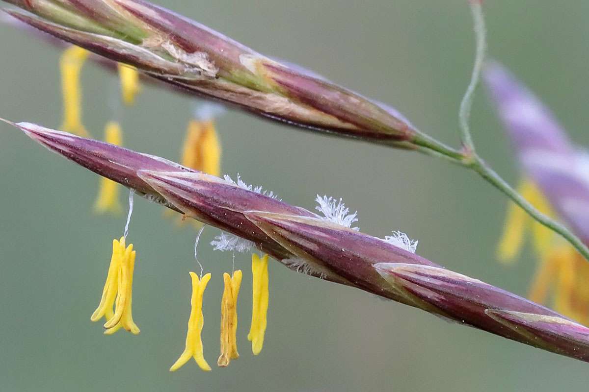 Blühendes Gewöhnliches Wiesen-Rispengras (Poa pratensis), (c) Kerstin Karg/NABU-naturgucker.de