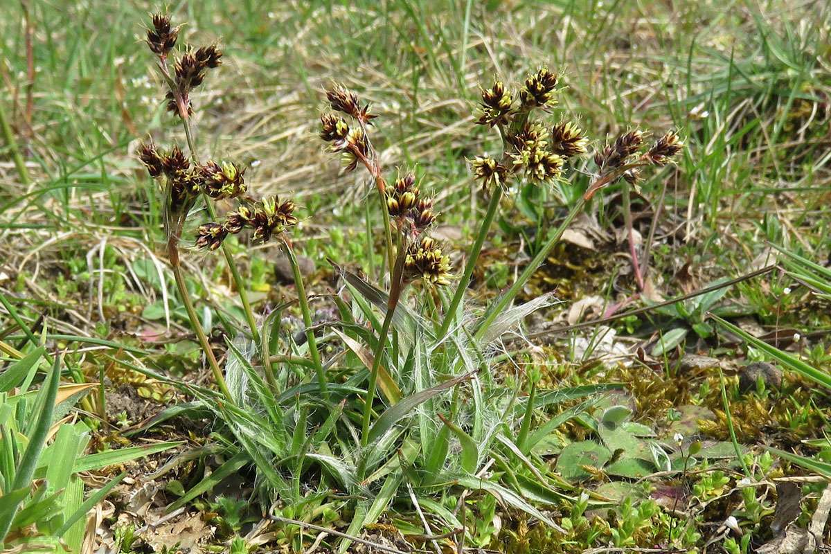Gewöhnliche Hainsimse (Artengruppe) (Luzula campestris agg.), (c) Katrin Schneider/NABU-naturgucker.de