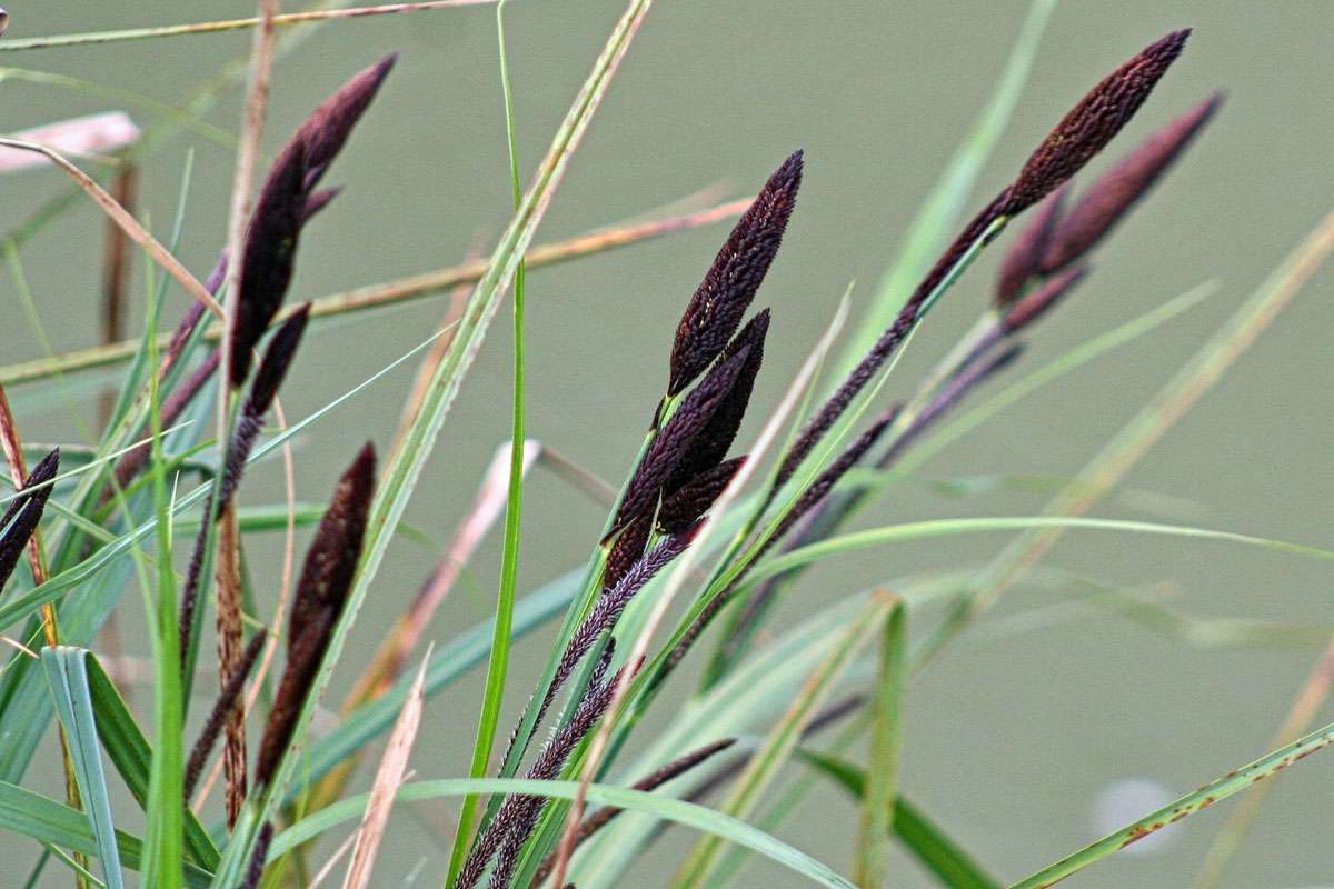 Sumpf-Segge (Carex acutiformis), (c) Josef Schmidt/NABU-naturgucker.de
