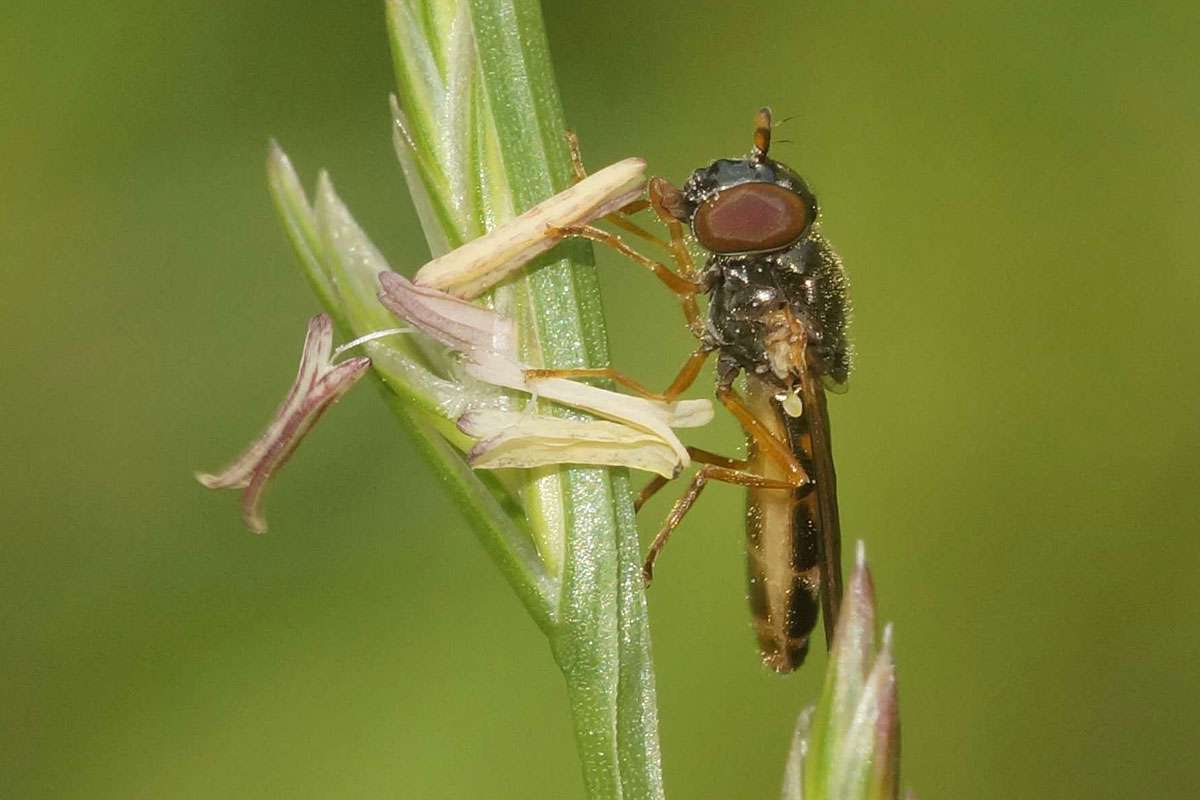 Fressende Matte Schwarzkopf-Schwebfliege (Melanostoma scalare), (c) Gaby Schulemann-Maier/NABU-naturgucker.de