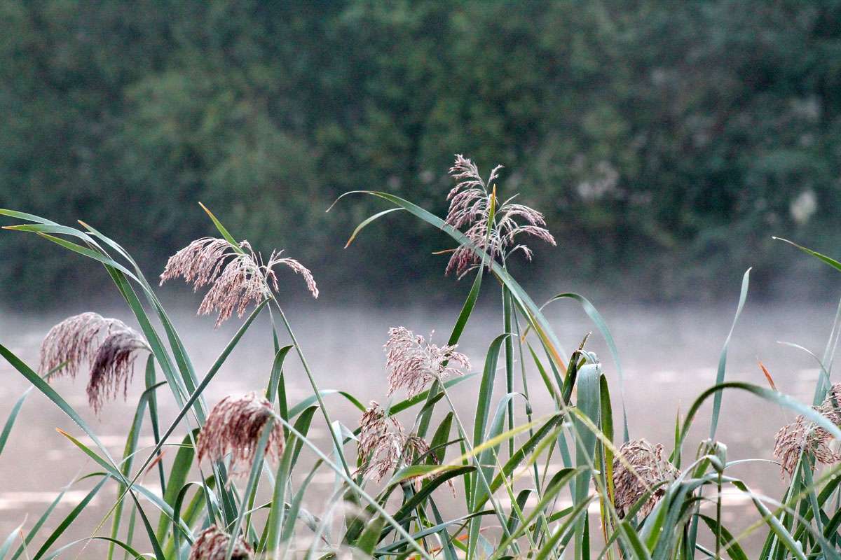 Gewöhnliches Schilf (Phragmites australis), (c) Martina Möllenkamp/NABU-naturgucker.de