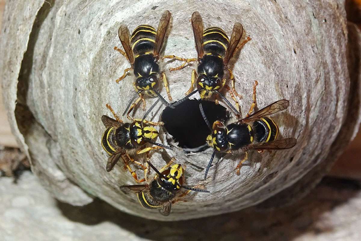 Mittlere Wespe (Dolichovespula media), (c) Eric Fischer/NABU-naturgucker.de