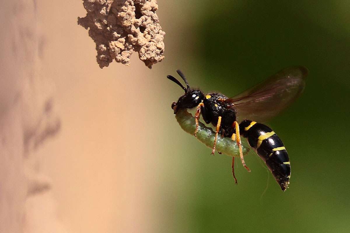 Gemeine Schornsteinwespe (Odynerus spinipes) mit Proviant für ihr Nest, (c) Andreas Schäfferling/NABU-naturgucker.de