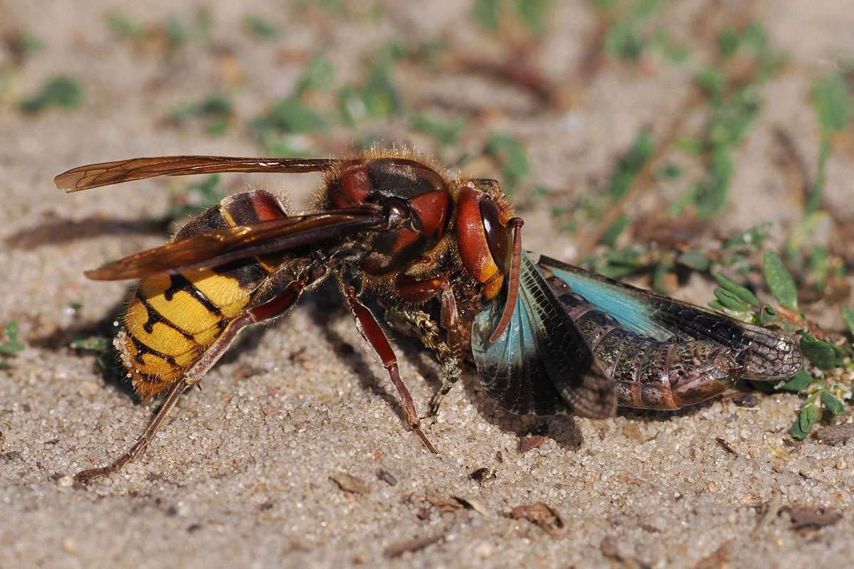 Eine Europäische Hornisse (Vespa crabro) hat eine Blauflügelige Ödlandschrecke (Oedipoda caerulescens) erbeutet, (c) Volker Achterberg/NABU-naturgucker.de